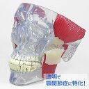 医学模型 顎関節障害 カード付 OM-GP-2880 日本語訳付きGPI Anatomicals