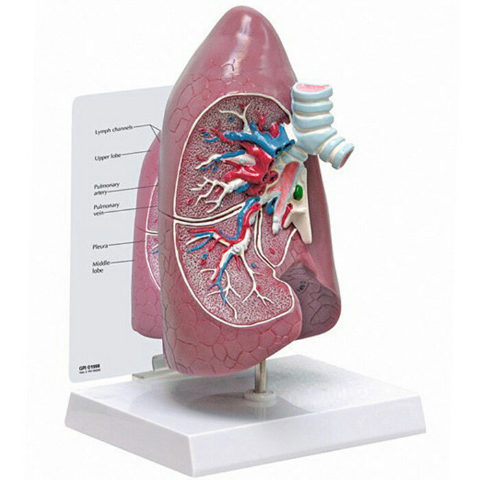 人体模型 肺 OM-GP-3100 日本語訳付き GPI Anatomicals