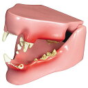 動物模型 猫の歯と顎 OM-GP-9190 日本語訳付き GPI Anatomicals 猫 歯 顎 模型(4)