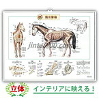 馬の骨格 立体ポスター 3Dポスター ペット 馬 インテリアポスター 獣医師 競馬場 馬の全身骨格図 馬の歯 馬の指骨 馬の蹄 馬の跛行