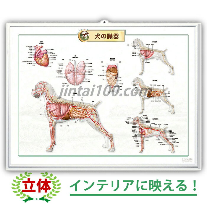 犬の臓器 立体ポスター 3Dポスター ペット 犬 インテリアポスター 動物病院 獣医師 動物愛好家 犬の主要臓器全体図 犬の呼吸器系 犬の消化器系 犬の循環系