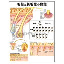 毛髪と脱毛症の知識 ポスター J9942P 頭皮 禿げ 脱毛治療 医学ポスター 解剖学ポスター 医学チャート(4)