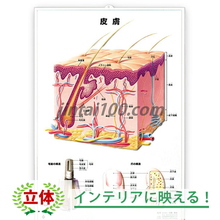 立体ポスター 皮膚 皮膚の断面図 皮膚の構造 毛髪の構造 爪の構造 わかりやすい 軽い 皮膚科 美容院 エステ インテリアに映える