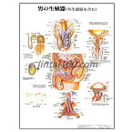 ポスター 男の生殖器 人体解剖図 医学ポスター 医学チャート 男の骨盤臓器 男の外生殖器精巣と精管 正常な精子 奇形精子 膀胱 尿道