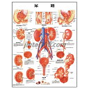 ポスター 尿路 人体解剖図 医学ポスター 医学チャート 腎臓 尿路 尿生殖器系 尿路感染症 経路 急 ...