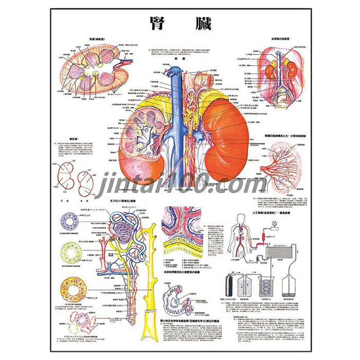 ポスター 腎臓 人体解剖図 医学ポスター 医学チャート 腎臓断面 腎区域 ネフロン 腎単位 糸球体傍複合体 緻密斑 腎小体 糸球体毛細血管 泌尿器器官 腎臓の動脈 腎杯 腎臓透析 血液透析