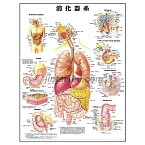 ポスター 消化器系 人体解剖図 医学ポスター 医学チャート 消化器系の全体図 胃の解剖図 胃壁の構造 盲腸の解剖図 肝臓の血管分布 十二指腸・胆路・膵臓の解剖図 上腸間膜動脈の腸管支配域 直腸の構造と区分法