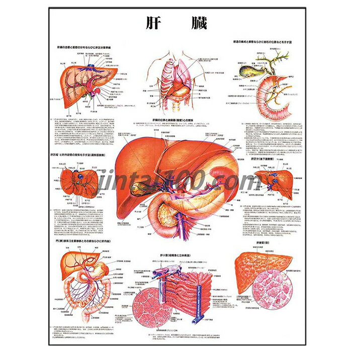 肝臓 ポスター J9960PL 胆管 肝区分 肝区域 門脈系 肝小葉 胆道 膵管 胆石 肝硬変 解剖学ポスター 人体解剖図 医学ポスター 医学チャート