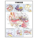 人体解剖学ポスター 平衡聴覚器 人体解剖図 医学ポスター 医学チャート 耳の矢状断面 中耳鼓室 膜迷路 耳小骨 蝸牛ラセン器 耳鼻咽喉科