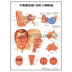 人体解剖学ポスター 平衡聴覚器・鼻腔・咽喉頭 人体解剖図 医学ポスター 医学チャート 外耳 中耳 内耳 咽喉頭 鼻中隔 鼻腔 喉頭 口腔 耳鼻咽喉科