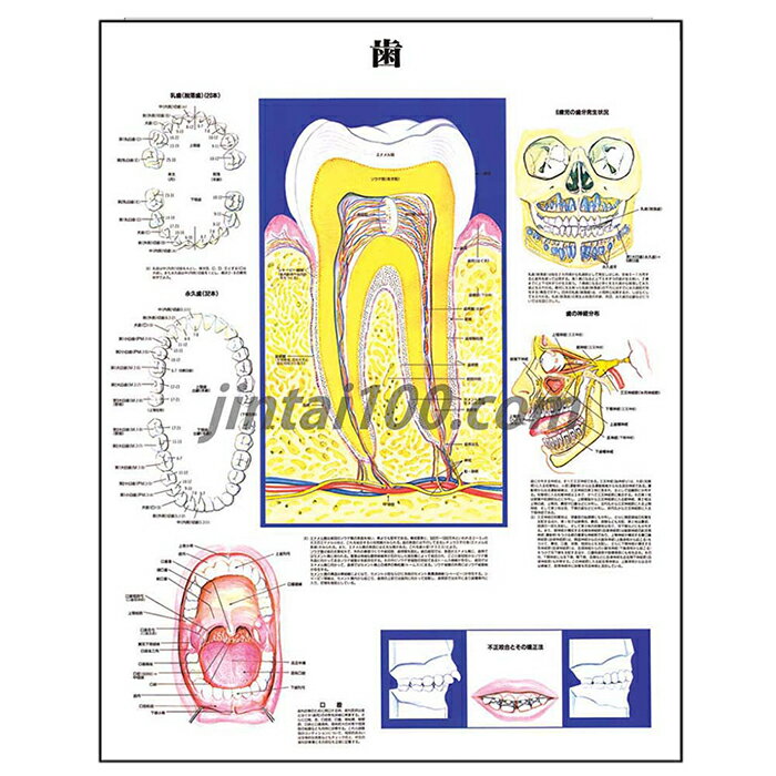 ポスター 歯 人体解剖図 医学ポスター 医学チャート 歯と歯茎の断面図 乳歯 永久歯 口腔構造6歳児の歯牙発生状況 歯の神経分布 不正咬合矯正法 歯科 デンタルクリニック