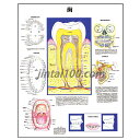 商品情報ポスター「歯」主要内容：・ 歯と歯茎の断面図・ 乳歯（20本）・ 永久歯（32本）・ 口腔構造・ 6歳児の歯牙発生状況・ 歯の神経分布・ 不正咬合とその矯正法歯と歯周の断面構造を精緻なメディカルイラストで描いた、希少価値の高いポスターです。歯科医学生、歯科クリニック、診療室にお薦めの歯ポスターです。サイズ : H70×W51cm素材 : コート紙・両面防水PP加工ポスター 歯 人体解剖図 医学ポスター 医学チャート 歯と歯茎の断面図 乳歯 永久歯 口腔構造6歳児の歯牙発生状況 歯の神経分布 不正咬合矯正法 歯科 デンタルクリニック 歯の解剖学構造をわかりやく描いたポスター。歯科 デンタルクリニックのインテリアにおすすめ! 5
