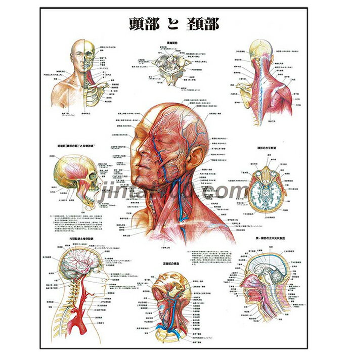 頭部と頸部 人体解剖学ポスター J9990PL 人体解剖図 医学ポスター 医学チャート