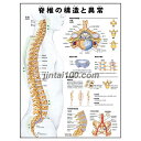 人体解剖学ポスター 脊椎の構造と異常 人体解剖図 医学ポスター 医学チャート 脊柱 脊椎解剖学的構造 脊柱の疾患 骨粗鬆症 下背部痛 整..