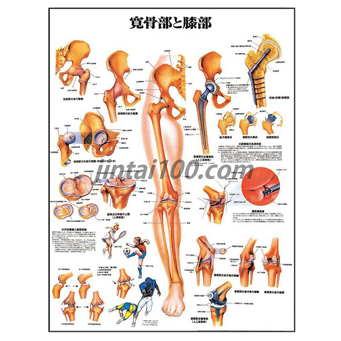 寛骨部と膝部 人体解剖学ポスター J9780PL 股関節 半月板損傷 靭帯断裂 股関節全置換術 人体解剖図 医学ポスター 医学チャート