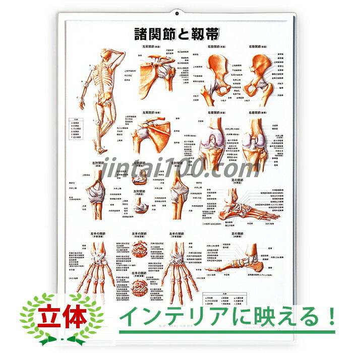 諸関節と靭帯 立体ポスター 3D医学ポスター 関節の全身図 肩関節 肘関節 手関節 股関節 膝関節 足関節 整骨院 鍼灸院 整形外科 外科医