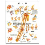 人体解剖学ポスター 肩と肘 人体解剖図 医学ポスター 医学チャート 肩と肘の解剖図 肩関節 関節窩 肩甲骨 上腕骨脱臼 肩鎖関節分離 上肢のスポーツ傷害 回旋筋腱損傷 肘関節の矢状断面 肘骨折 スポーツ医学 医学生 医療関係者 治療院 鍼灸院 整骨院 診療室にお薦め