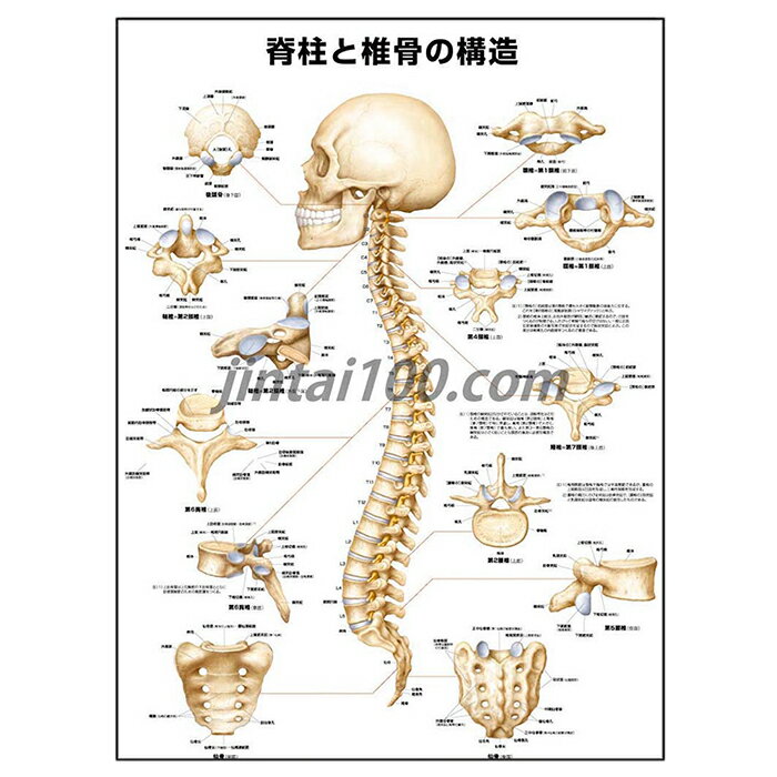 人体解剖学ポスター 脊柱と椎骨の構造 人体解剖図 医学ポスター 医学チャート 脊柱 椎骨 後頭骨 頚椎 環椎 軸椎 隆椎 胸椎 腰椎 仙骨 スポーツ医学 医学生 医療関係者 治療院 鍼灸院 整骨院 診療室にお薦め