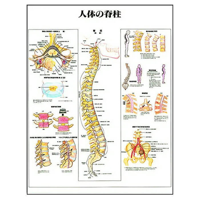 人体の脊柱 人体解剖学ポスター J9970PL 脊柱 脊椎 脊髄 損傷 人体解剖図 医学ポスター 医学チャート