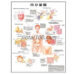 ポスター 内分泌腺 人体図 人体ポスター 医学ポスター 医学チャート 下垂体 視床下部 甲状腺 上皮小体 副腎 膵臓 卵巣 腎臓 精巣