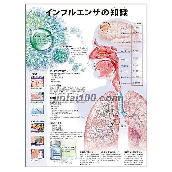 インフルエンザの知識 ポスター J8859P かぜとの違い 人体解剖図 医学ポスター 医学チャート