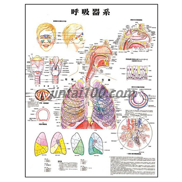 呼吸器系 ポスター J9870PL 咽喉頭 肺 鼻腔 副鼻腔 喉頭 声帯 気管 肺区域 呼吸粘膜 肺小葉 人体解剖図..