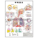 ポスター 呼吸器系 人体解剖図 医学ポスター 医学チャート 咽喉頭断面 肺 鼻腔断面構造 副鼻腔 喉頭 声帯 喉頭鏡像 気管断面 肺区域 呼吸粘膜 肺のガス交換 一次肺小葉構造