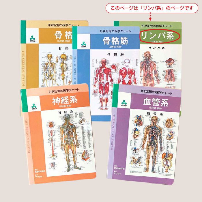 リンパ系 ミウラ折りポスター J8937KK 折りたためる医学ポスター 形状記憶の人体チャート 人体解剖図