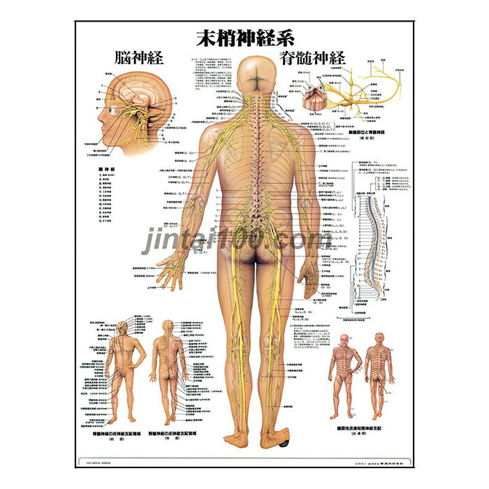 末梢神経系 医学ポスター J8024 医学掛図 医学チャート人体ポスター 解剖図