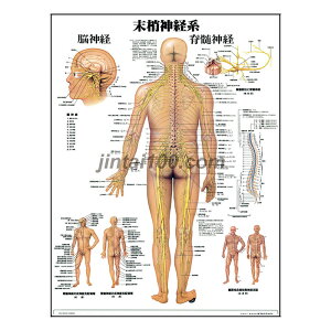 末梢神経系 人体解剖学ポスター 人体解剖図 医学ポスター 医学チャート 脳神経 脊髄神経 皮膚知覚神経支配