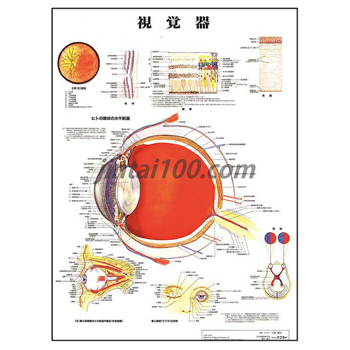 ポスター 視覚器 人体解剖図 医学ポスター 医学チャート 眼球断面 眼底 黄斑 網膜 角膜 眼 副眼器 眼窩内構造 眼瞼 視野 眼科