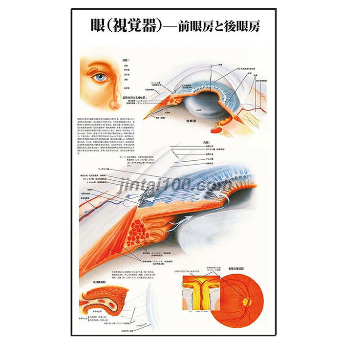 ポスター 眼（視覚器）ー前眼房と後眼房 人体解剖図 医学ポスター 医学チャート 前眼房と後眼房 眼の毛様体突起 眼の矢状断面 視神経 眼底 眼科