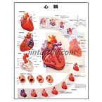 ポスター 心臓 人体解剖図 医学ポスター 医学チャート 心房と心室 心臓観察 胸肋面 冠状動脈 刺激伝導系 心周期 心電図 冠状動脈 アテローム性動脈硬化症 心血管疾患