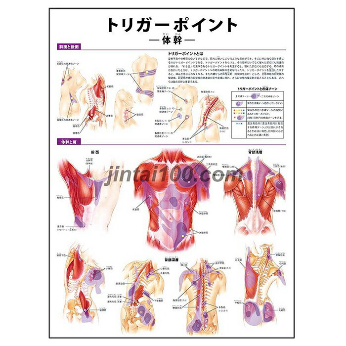 ポスター トリガーポイント（体幹）人体解剖図 医学ポスター 医学チャート 東洋医学 トリガーポイントとは 体幹図 体幹と肩前面筋のトリガーポイント 背部浅層筋のトリガーポイント 背部深層筋のトリガーポイント