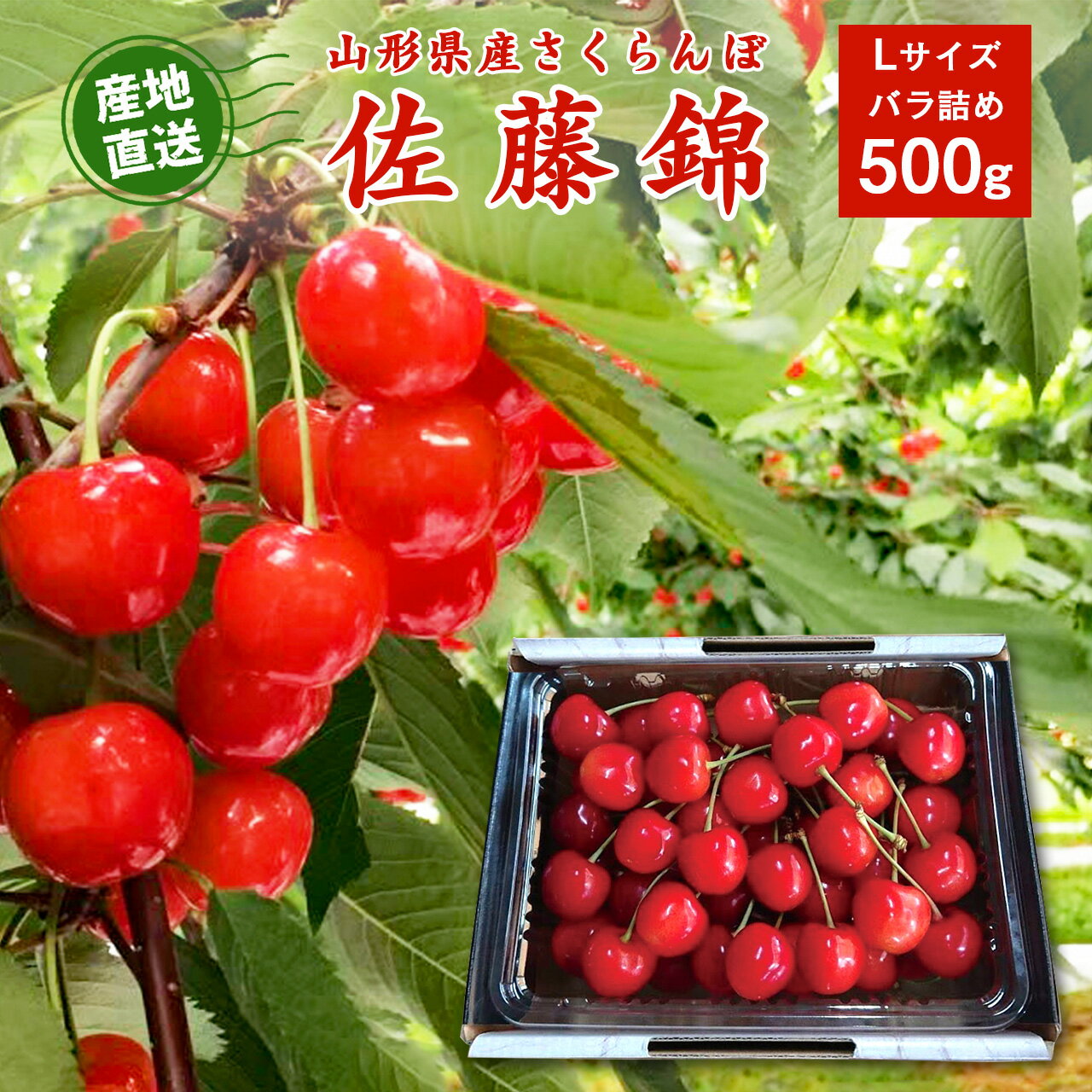 【令和7年産・先行受付】さくらんぼ 佐藤錦 Lサイズ 500g 山形県産 バラ詰め 2025年産 新鮮 朝採り 当日発送 果物 フルーツ サクランボ 桜桃 さとうにしき お取り寄せ 産直 直送 グルメ フルーツ王国 山形 ビタミンC 葉酸