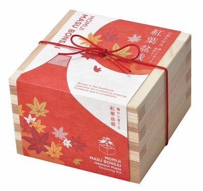 聖新陶芸 ソダテマス盆栽セットもみじ　栽培セット GD-84603 聖新陶芸　SEISHIN　栽培キット　栽培セット