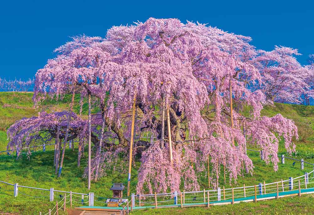 やのまん 日本の風景　爛漫と咲く三春瀧櫻（福島）　300ピース ジグソーパズル