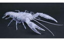 フジミ 自由研究シリーズNo.24 EX-3 いきもの編 アメリカザリガニ(透明)【自由研究24 EX-3】 プラモデル