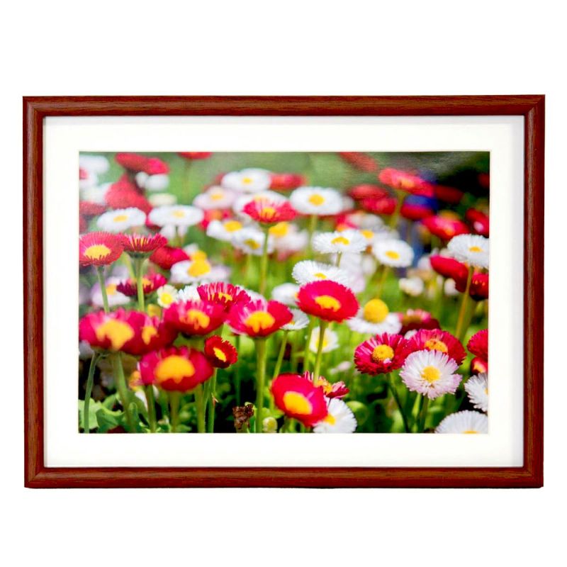 �ե����顼 �����۱� M21 A4�ʥ֥饦��ˡ�������-PET�� �⥯����F-M21-A4 FUJICOLOR