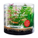 アクアリウム用品 癒し水景 ボトルプランツ ミリオフィラム GEX ジェックス ボトルプランツミリオフイラム