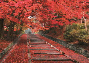 エポック社 日本の風景 紅葉の毘沙門堂参道（京都） 500ピース【05-114】 ジグソーパズル