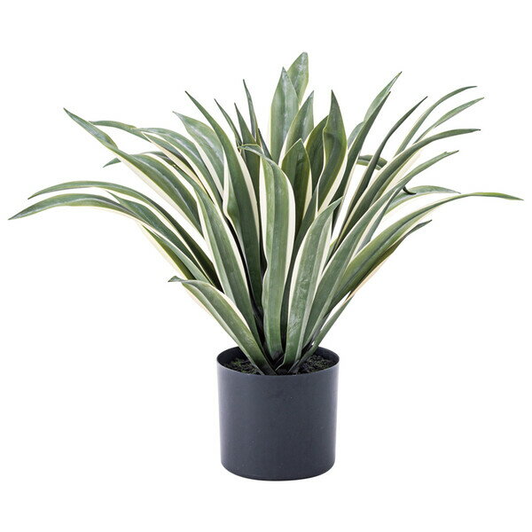 東谷 フェイクグリーン アガベ GRN-13 [GRN13アズマヤ]