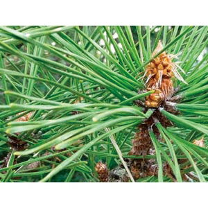 聖新陶芸 ソダテマス盆栽セット黒松　栽培セット GD-84601 聖新陶芸　SEISHIN　栽...