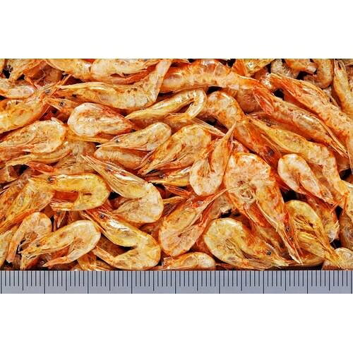 カメ用飼料 ひかり カメのごほうび うまいえび 20g×2袋入 キョーリン カメノゴホウ...