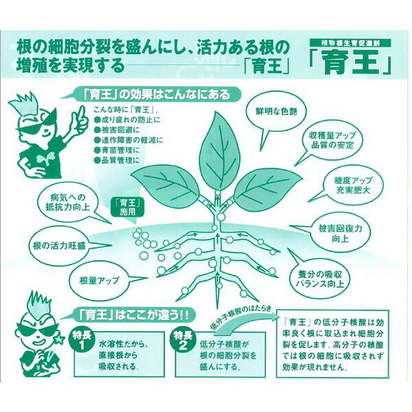 昭光通商 植物根生育促進剤 育王 300g ST-2057381