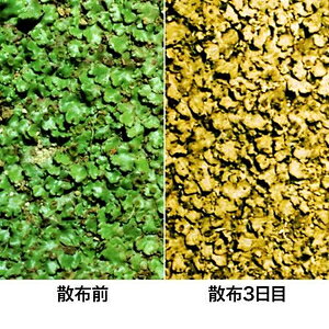 コケレス 25g×2包 レインボー薬品 コケレス25GX2