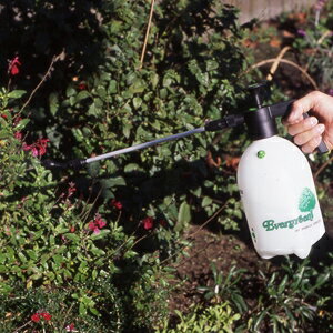 �ޥ�ϥ����� �ޥ�������(���󥰥������꡼�Υ���)2L������(��������) #2260 ����� �߰������ץ졼(����ҥۡ�����)