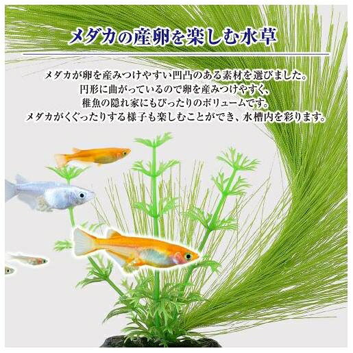 アクアリウム用品 メダカ用品 メダカ水景 ふわふわ産卵草 半円 ジェックス メダカ...