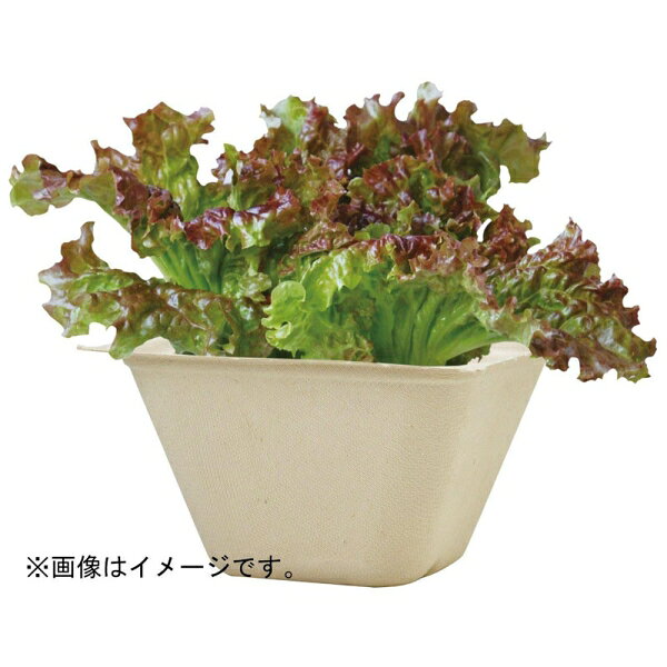 聖新陶芸 バガスグリーン (レタス) GD-95303