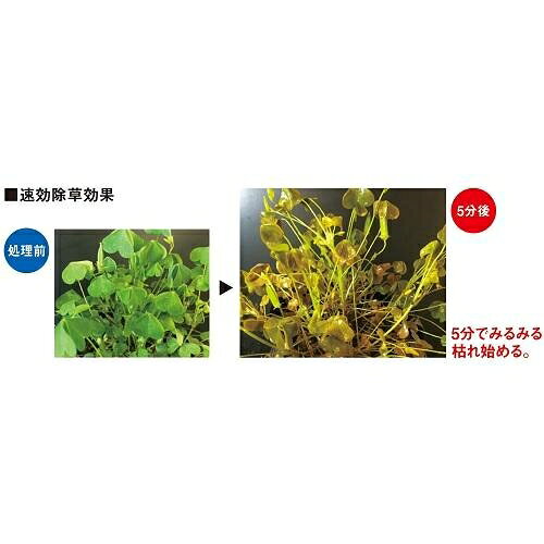 カダン虫よけ除草王1000ml フマキラー カダンムシヨケジヨソウオウ1000